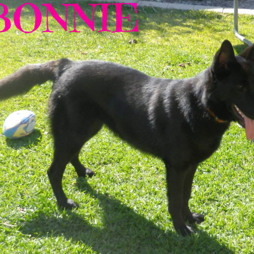 No photo for Bonnie (On Trial 14/12/12)