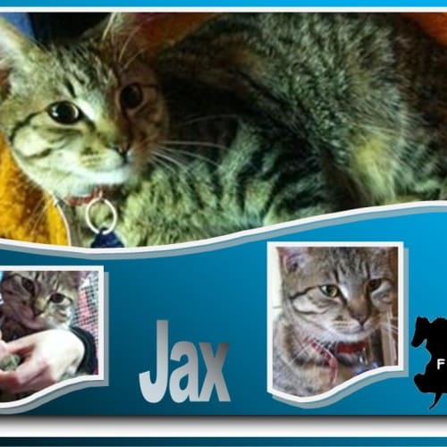 No photo for Jax