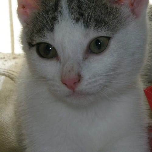 Penny