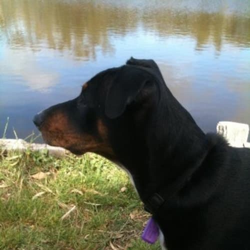 No photo for Rufus Hd149