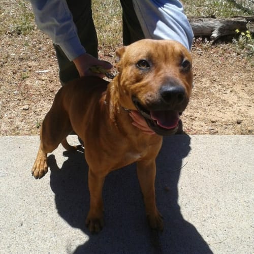 No photo for Scooby Hd225 *In Kennels   Urgent Foster Required*