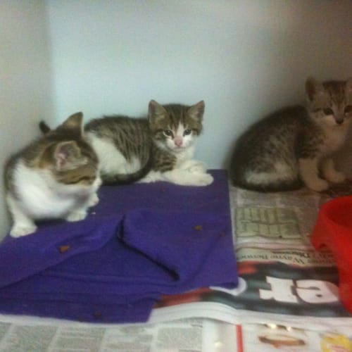 No photo for Silver Tabby And White Siblings (8 Weeks Old)