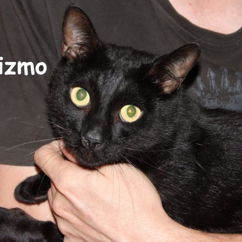 Gizmo