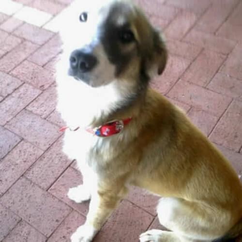 No photo for Cute Collie 