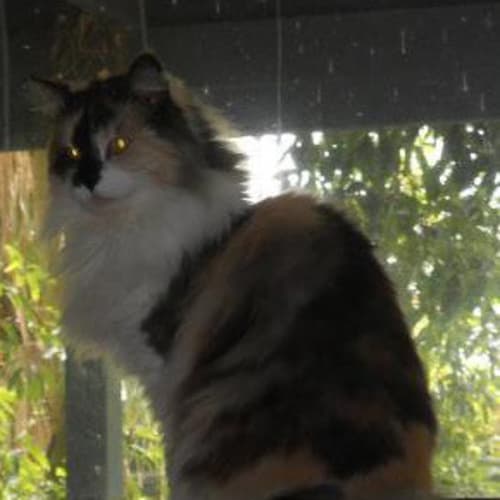 Sophia *needs forever home or foster*