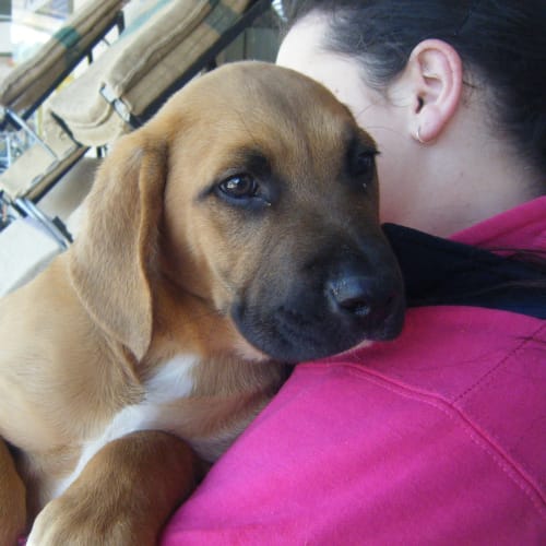 No photo for Jupiter     Mastiff Cross Pup