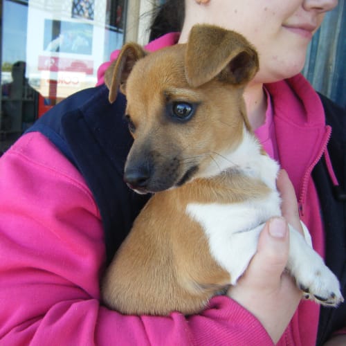 No photo for Astro   Jack Russell Pup