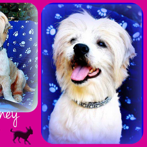No photo for Barney 