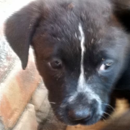 Pippa (On Trial 18/11/12)