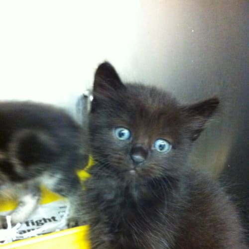 No photo for Kitten