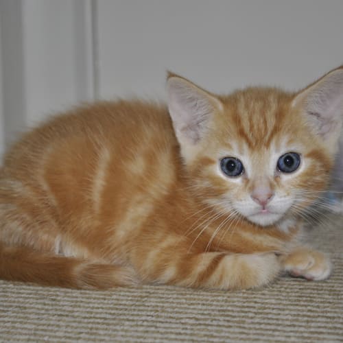 Tom