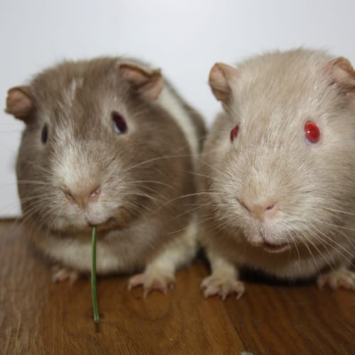 Dusty & Rusty (Brothers) 