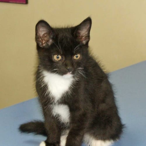 Gideon