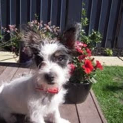 No photo for Angel .....Little Deaf Girl
