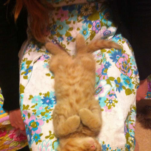 No photo for Pound Cats | Leopold