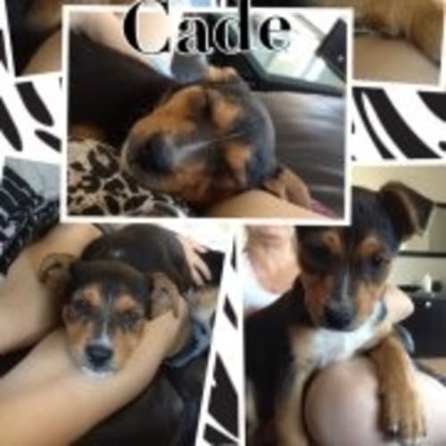 No photo for Cade Hd229