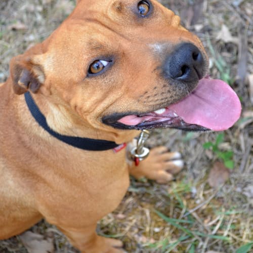 No photo for Milly *On Hold   Adoption Pending*