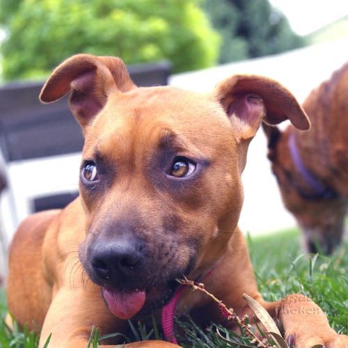 No photo for Tilly *On Hold   Adoption Pending*