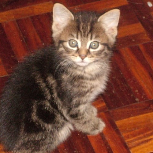 No photo for 2 Tabby Brothers