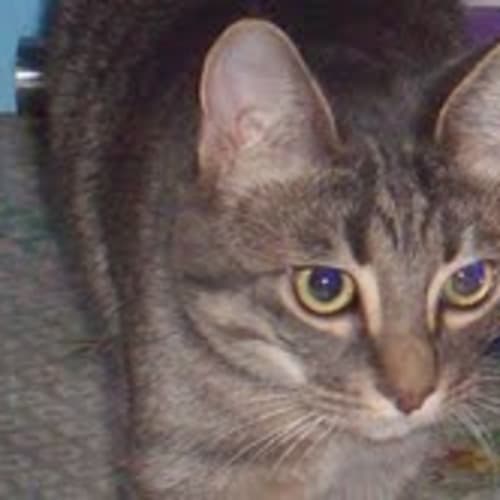 Whiskey -Muted silver tabby