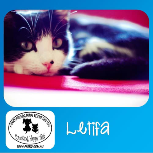 No photo for Latifa
