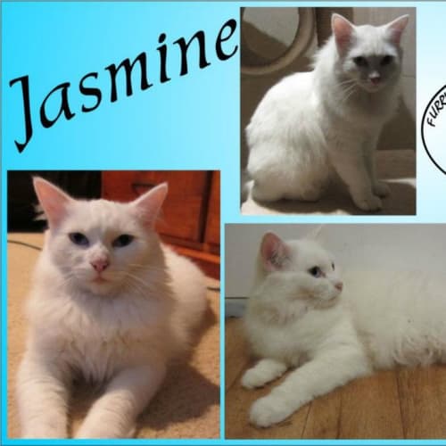 Jasmine