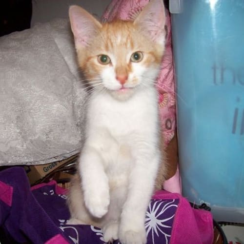 No photo for Ollie (Pets Domain)