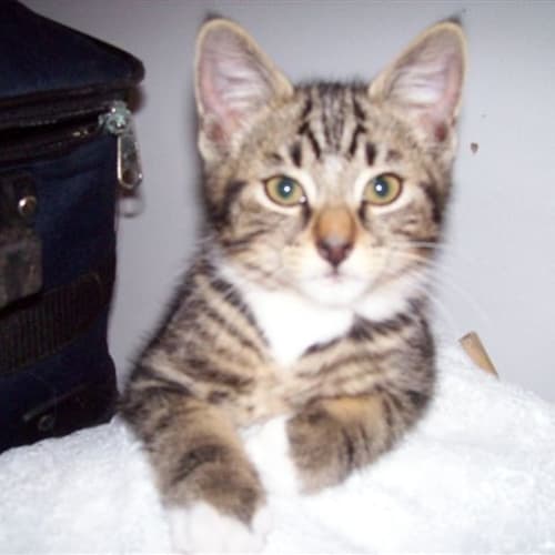 No photo for Harry (Pets Domain)