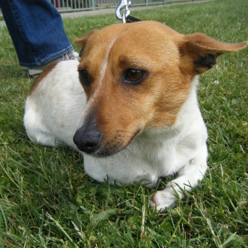 No photo for Jimmy   Jack Russell Terrier