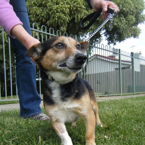 No photo for Boots   Corgi Cross Terrier