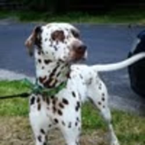 Roxy Spots