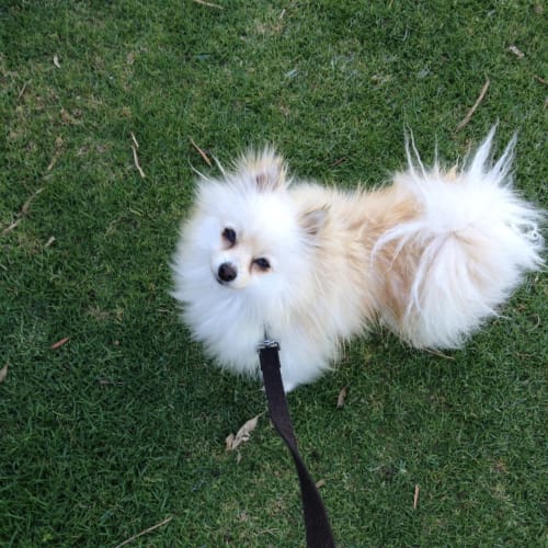 Kobi**On Adoption Trial**