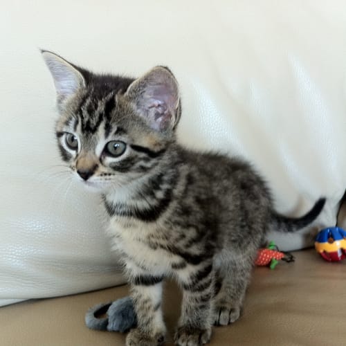 No photo for Pound Cats | Kailana
