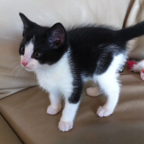 No photo for Pound Cats | Kaia