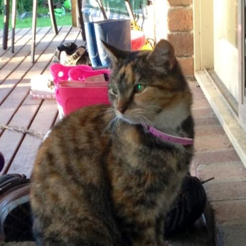 Penny Puss