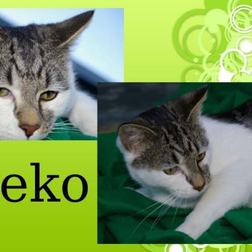 No photo for Zeeko