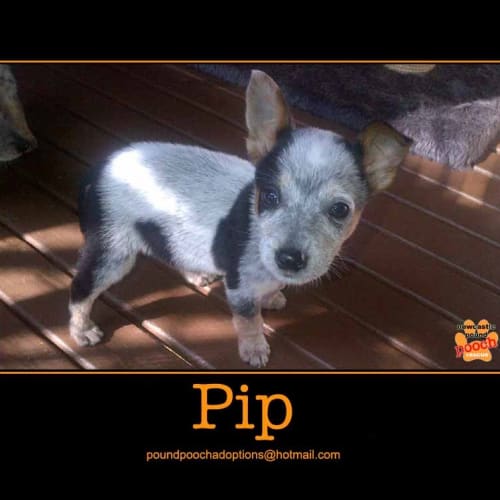 No photo for Pip