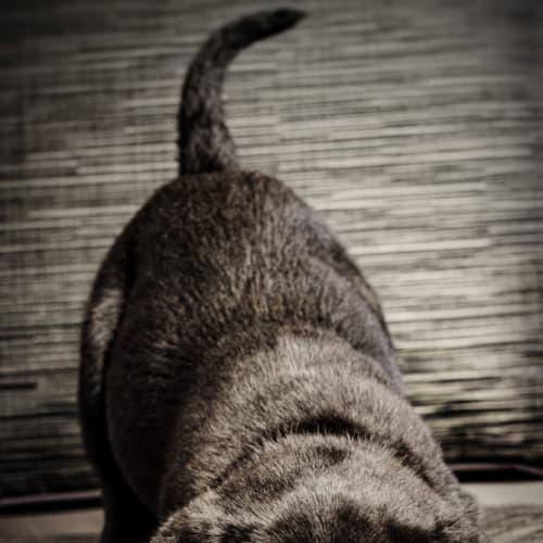 No photo for Ebony