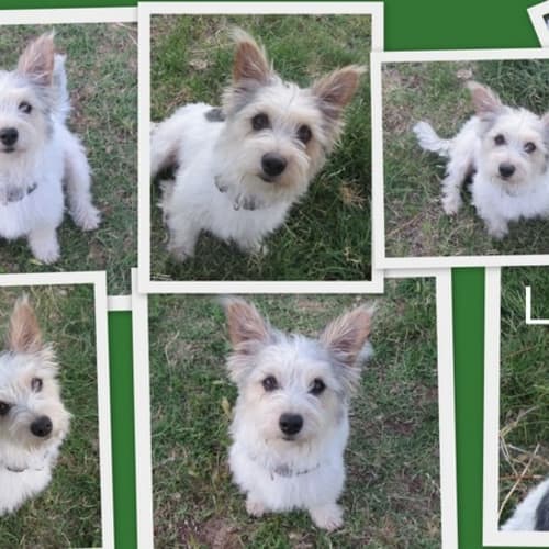 No photo for Lulu