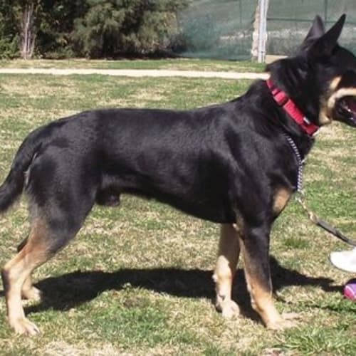 Diesel