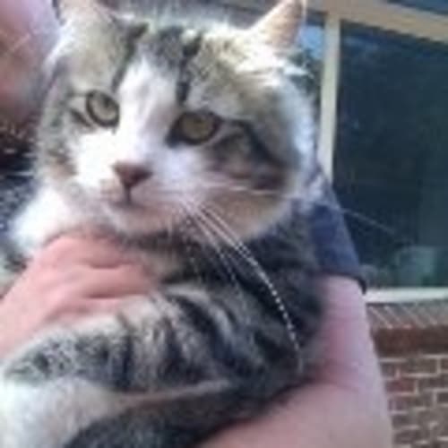 No photo for Gizmo (Adoption Or Foster Care)