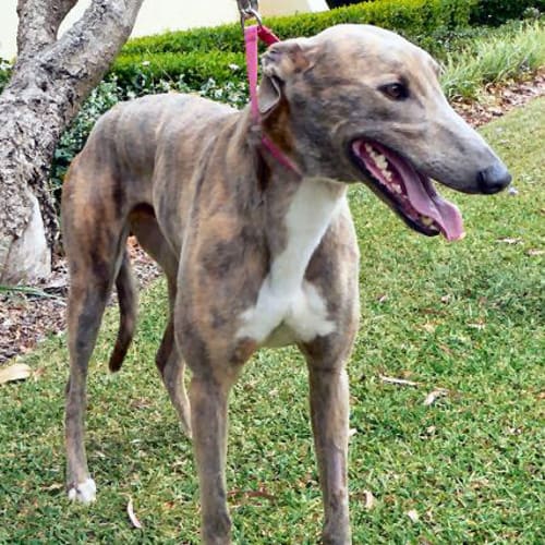 Darcy - checking out my new home