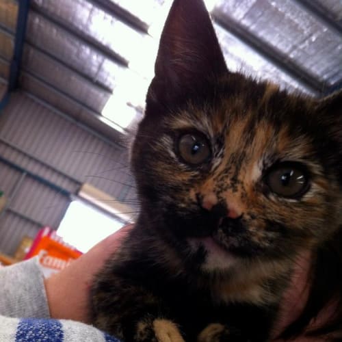 Female Tortise shell kitten