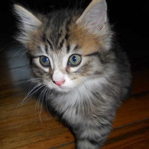 No photo for Ruggles
