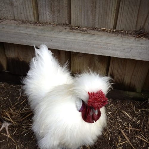 Silky Bantam rooster plus 2 hens