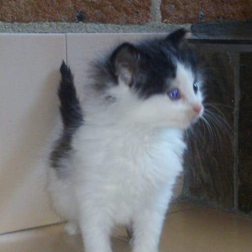 Gizmo