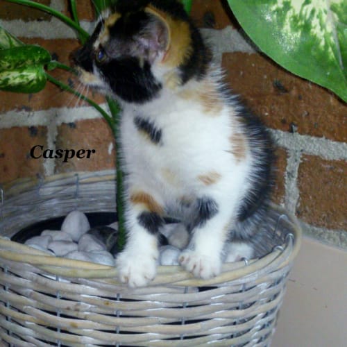 Casper