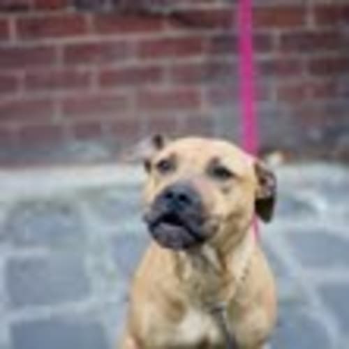 Zoe....dog/cat friendly Amstaff