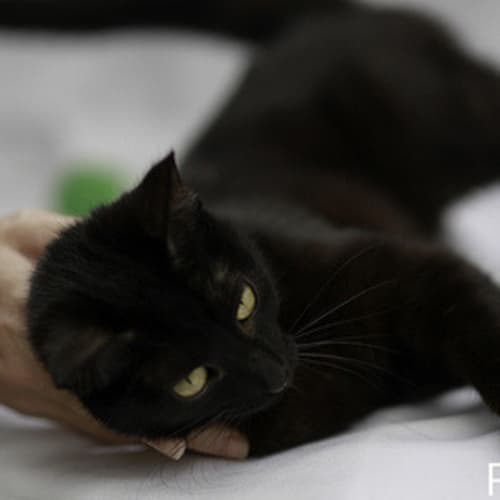 No photo for Pound Cats | Billie