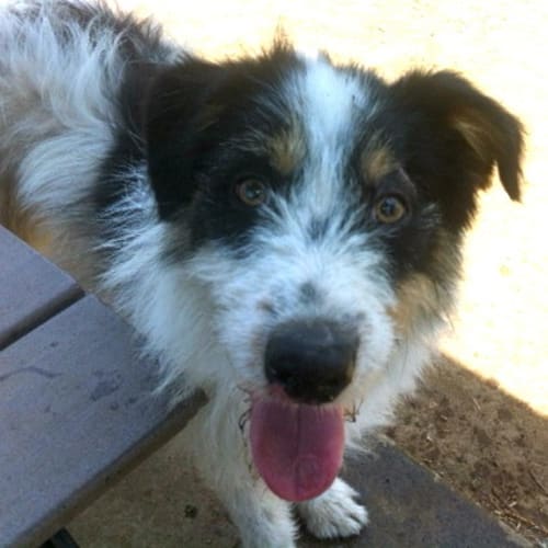 Shep (Adoption Pending)